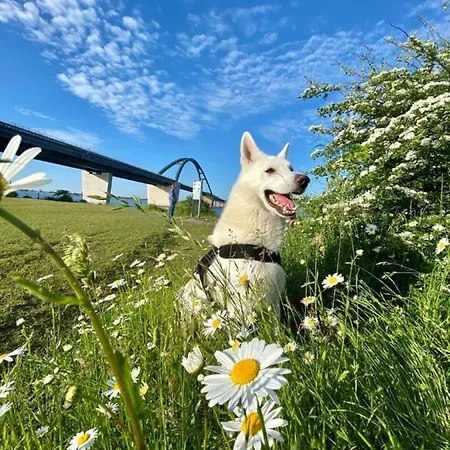 Fehmarnsund Zauber 1 Hund Erlaubt Apartament Fehmarn