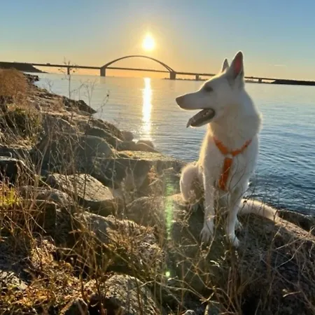 Fehmarnsund Zauber 1 Hund Erlaubt