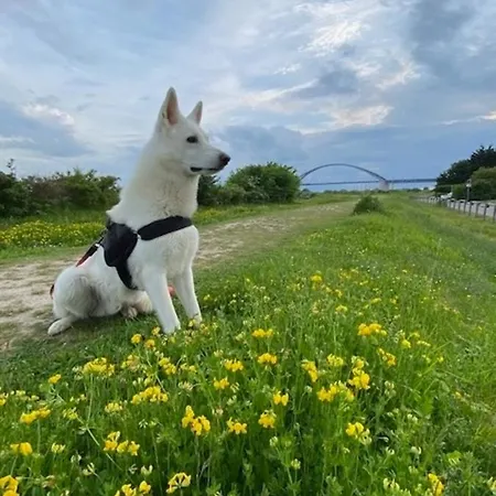 Fehmarnsund Zauber 1 Hund Erlaubt פהמארן