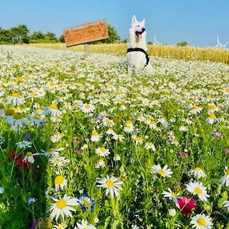 Fehmarnsund Zauber 1 Hund Erlaubt